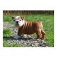 Englische Bulldogge Welpen - Rüde