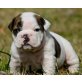 Englische Bulldogge Welpen - Rüde