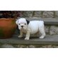 Englische Bulldogge Welpen - Rüde