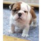 Englische Bulldogge Welpen - Rüde