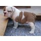 Englische Bulldogge Welpen - Rüde