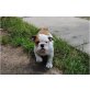 Englische Bulldogge Welpen - Rüde