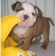 Englische Bulldogge Welpen - Rüde