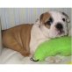 Englische Bulldogge Welpen - Rüde
