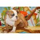 Englische Bulldogge Welpen - Rüde