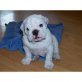 Englische Bulldogge Welpen - Rüde