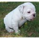 Englische Bulldogge Welpen - Rüde
