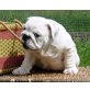 Englische Bulldogge Welpen - Rüde