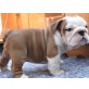 Englische Bulldogge Welpen - Rüde