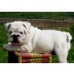 Englische Bulldogge Welpen - Rüde