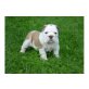 Englische Bulldogge Welpen - Rüde