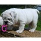 Englische Bulldogge Welpen - Rüde