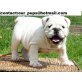 Englische Bulldogge Welpen - Rüde
