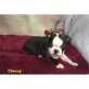 Englische Bulldogge Welpen - Rüde