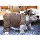 Englische Bulldogge Welpen - Rüde