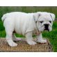 Englische Bulldogge Welpen - Rüde