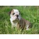 Englische Bulldogge Welpen - Rüde