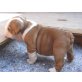 Englische Bulldogge Welpen - Rüde