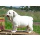 Englische Bulldogge Welpen - Rüde