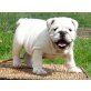 Englische Bulldogge Welpen - Rüde