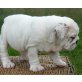 Englische Bulldogge Welpen - Rüde