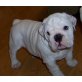 Englische Bulldogge Welpen - Rüde