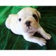 Englische Bulldogge Welpen - Rüde