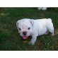 Englische Bulldogge Welpen - Rüde