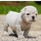 Englische Bulldogge Welpen - Rüde