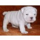 Englische Bulldogge Welpen - Rüde