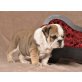 Englische Bulldogge Welpen - Rüde
