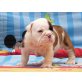 Englische Bulldogge Welpen - Rüde