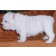 Englische Bulldogge Welpen - Rüde
