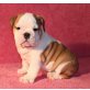 Englische Bulldogge Welpen - Rüde