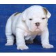 Englische Bulldogge Welpen - Rüde