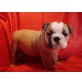 Englische Bulldogge Welpen - Rüde