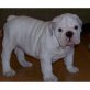 Englische Bulldogge Welpen - Rüde