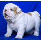 Englische Bulldogge Welpen - Rüde
