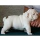 Englische Bulldogge Welpen - Rüde