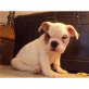 Englische Bulldogge Welpen - Rüde