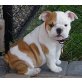 Englische Bulldogge Welpen - Rüde