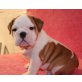 Englische Bulldogge Welpen - Rüde