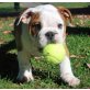 Englische Bulldogge Welpen - Rüde