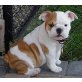 Englische Bulldogge Welpen - Rüde