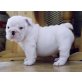 Englische Bulldogge Welpen - Rüde