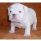 Englische Bulldogge Welpen - Rüde