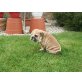 Englische Bulldogge Welpen - Rüde