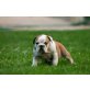 Englische Bulldogge Welpen - Rüde