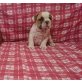 Englische Bulldogge Welpen - Rüde