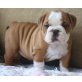 Englische Bulldogge Welpen - Rüde